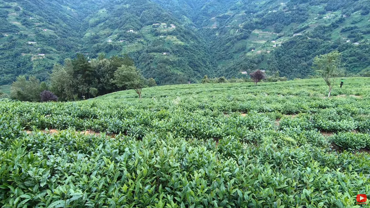 【陕耀国际·38期】一口新茶一眼美景 “秦巴明珠”让外籍博主流连忘返_fororder_图片7