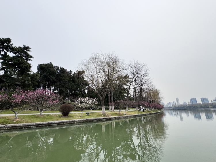 春日百花，如何“一路繁花”？