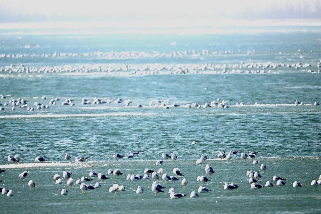 辽河口“鸟浪”来袭