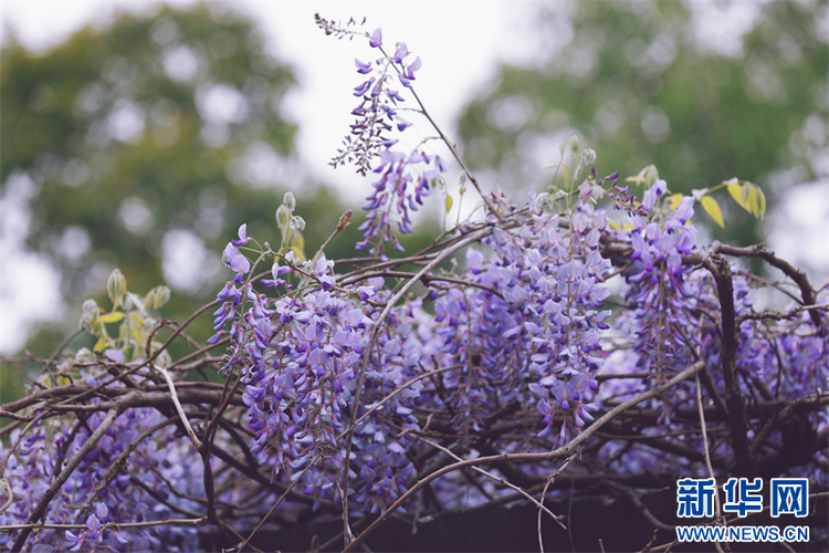 南京：百年紫藤花开如瀑 带来春日浪漫