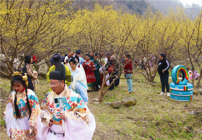 【春日里的河南】南阳西峡：万亩花海待君赏_fororder_游客在山茱萸花丛中游玩 摄影 王小军.JPG