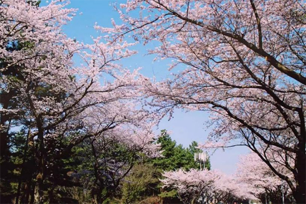 逛花海、品春茶、探古村 这个春天雅安等你来春游_fororder_未标题-3