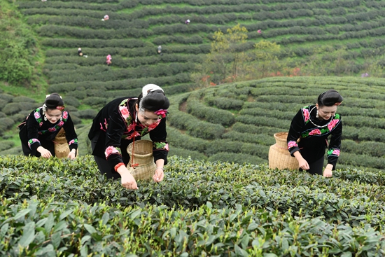 雷山银球茶问鼎中国好绿茶贵州金奖茶王_fororder_图为雷山茶农在采茶 李玉贵摄