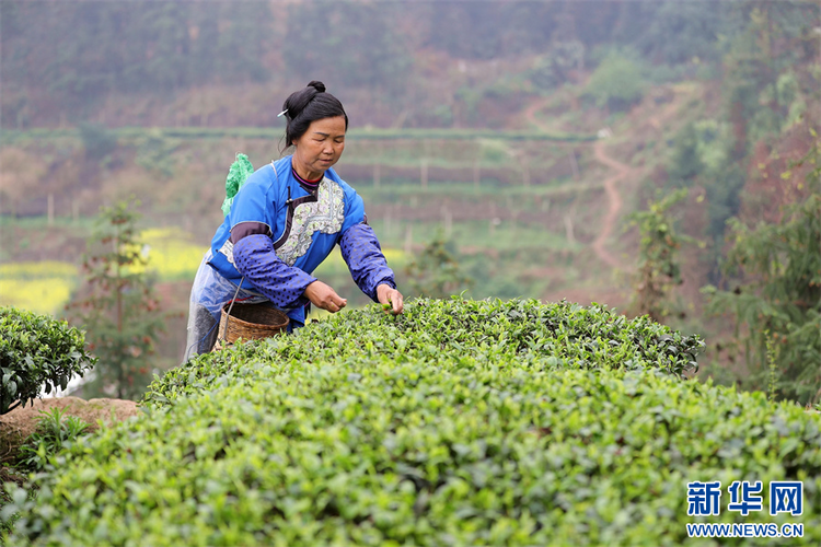 贵州：春茶飘香采摘忙