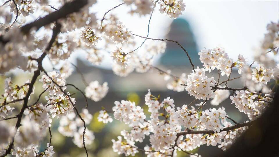 武汉大学樱花盛放