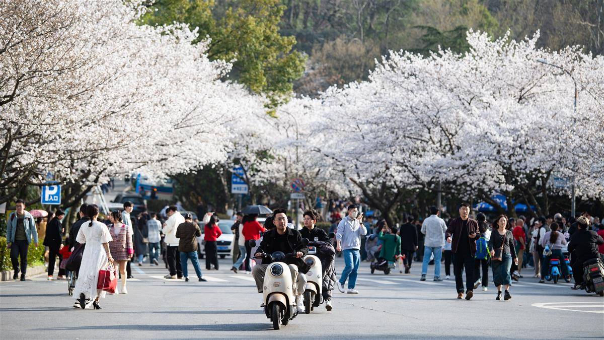 武汉大学樱花盛放