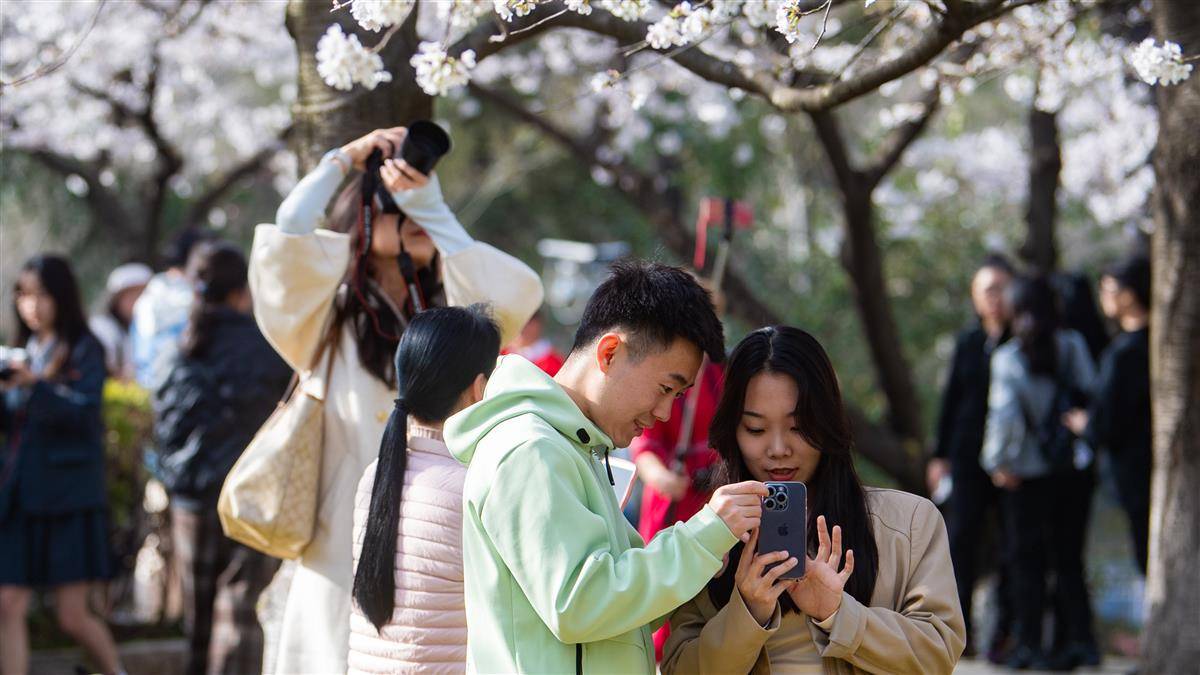 武汉大学樱花盛放