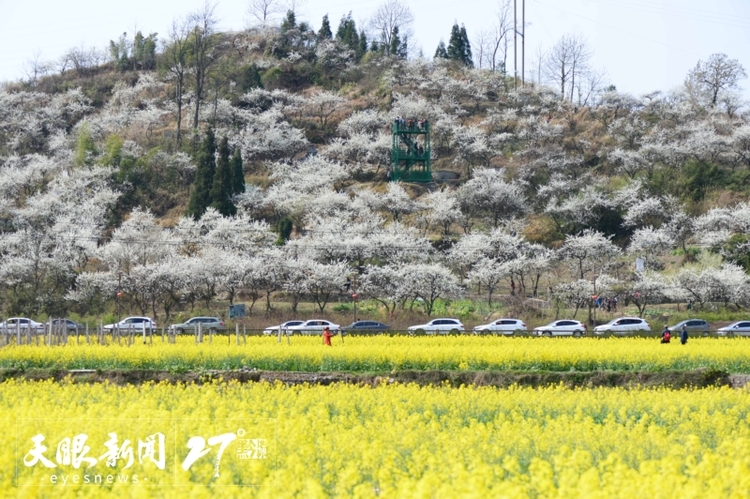 上春山 赏百花｜莫负黔地好光景 春游贵州正当时