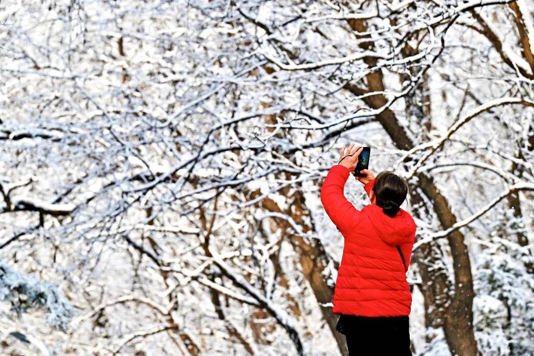 冰雕玉挂！春日依现银枝画