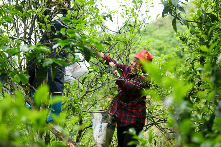 广西龙胜：谷雨时节  古茶树园里采茶忙_fororder_4月19日，在广西桂林市龙胜各族自治县江底乡江底村，茶农在茶园里采摘谷雨茶。 (4).JPG