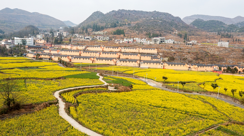 贵州水城陡箐镇梅子关村500亩油菜花进入最佳观赏期_fororder_微信图片_20240320135408