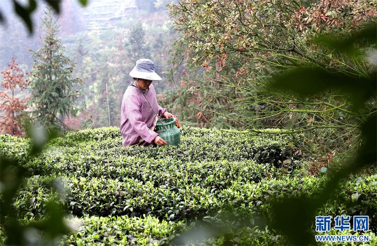 贵州：春茶飘香采摘忙