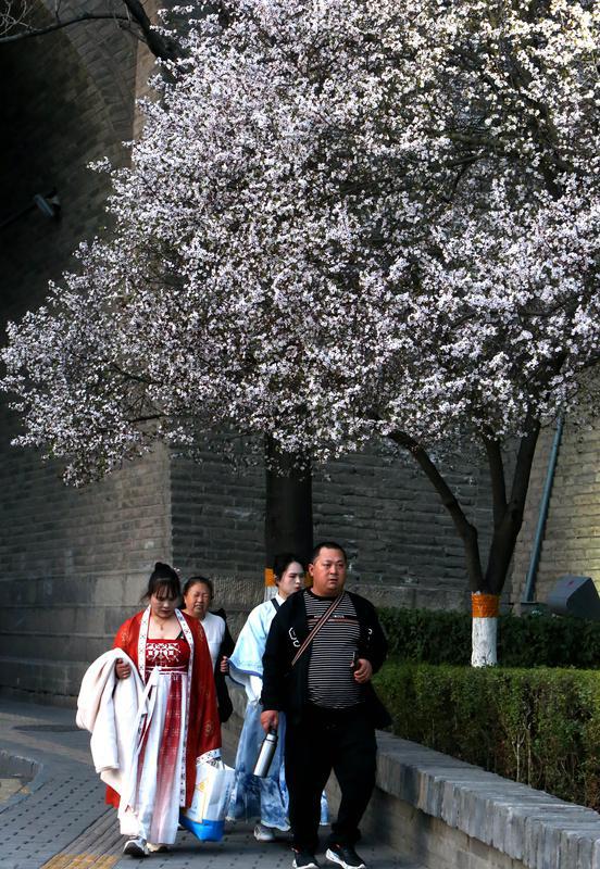 古城墙下 护城河畔 红叶李盛开醉游人