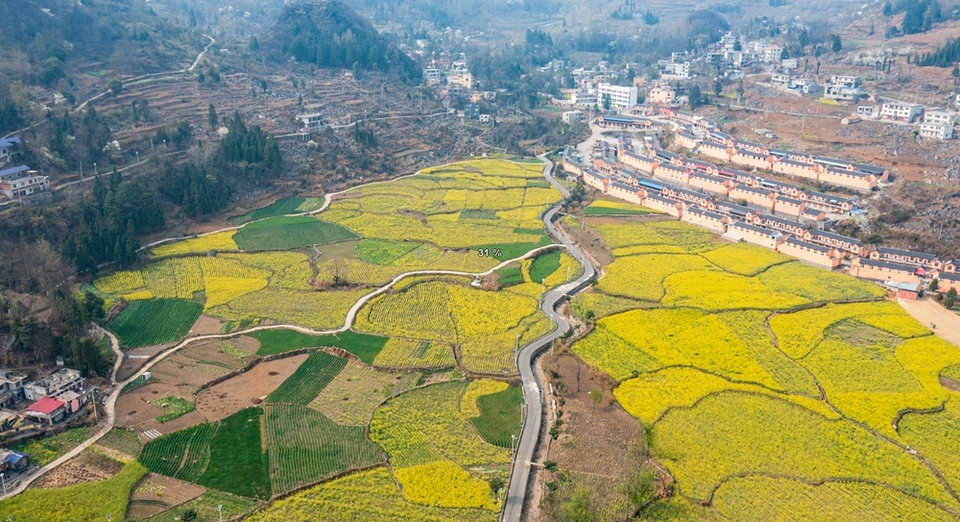 贵州水城陡箐镇梅子关村500亩油菜花进入最佳观赏期_fororder_微信图片_20240320135528