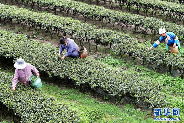 贵州：春茶飘香采摘忙