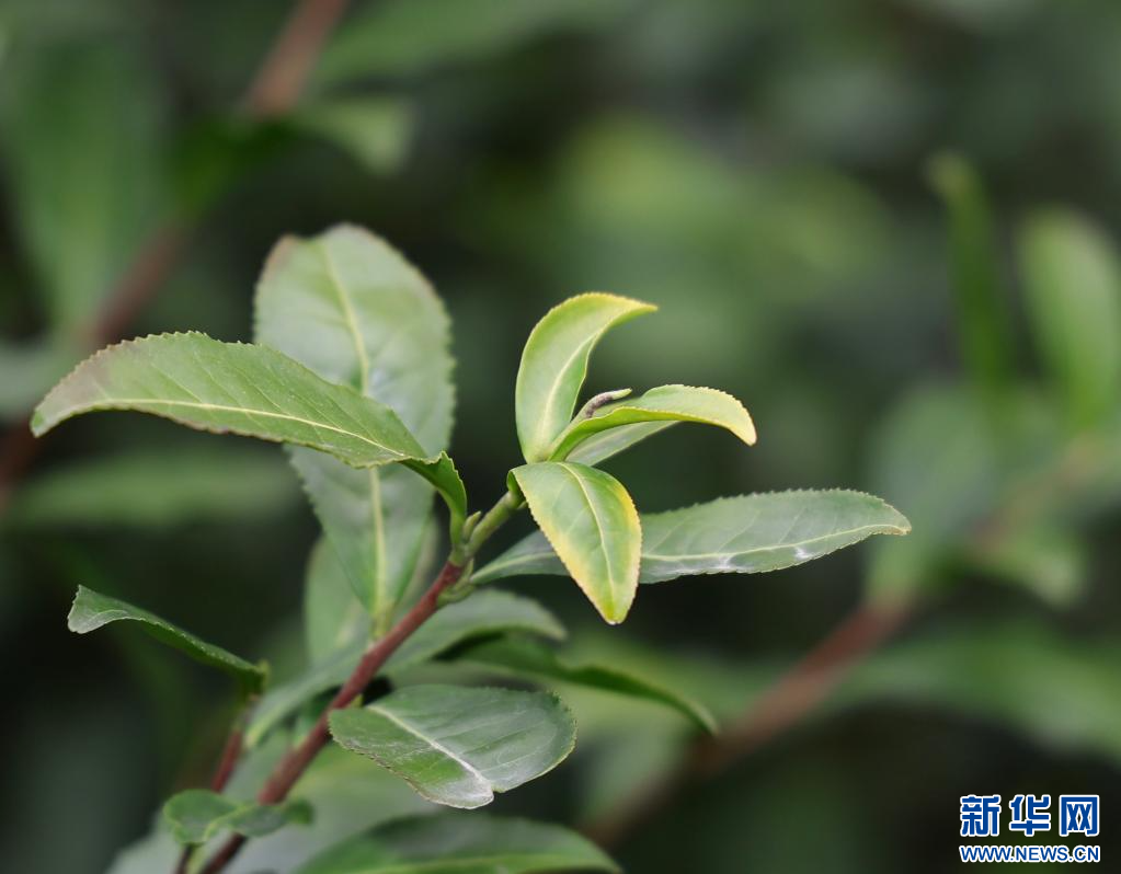 苏州洞庭山碧螺春茶迎来集中采摘期