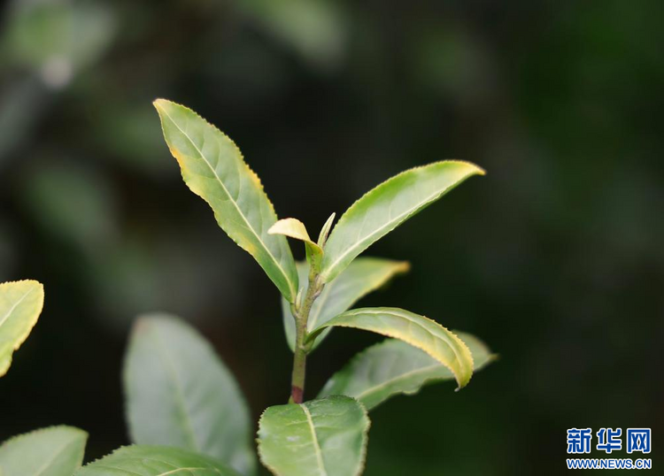 苏州洞庭山碧螺春茶迎来集中采摘期