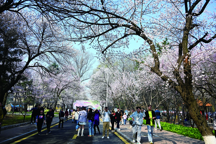 打造长春春季旅游全新城市IP 繁花初绽 “杏”好有你！