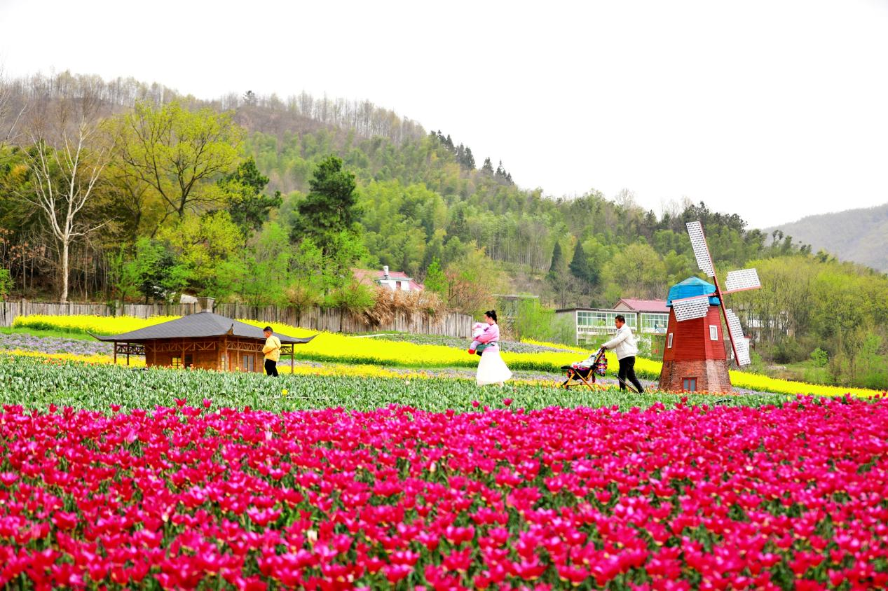 河南固始：郁金香花海美如画 漫步山谷赏春光