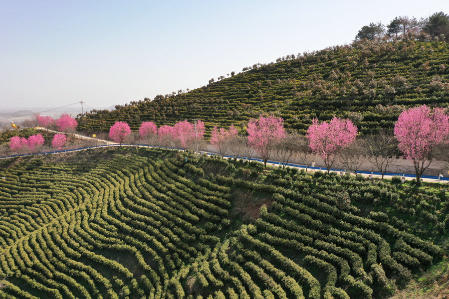 信阳商城：茶园春色浓_fororder_粉带绕茶园 李新春摄