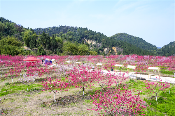 重庆巴南“金田花开·泉享生活”第二届寻春旅游消费季启幕_fororder_图片1