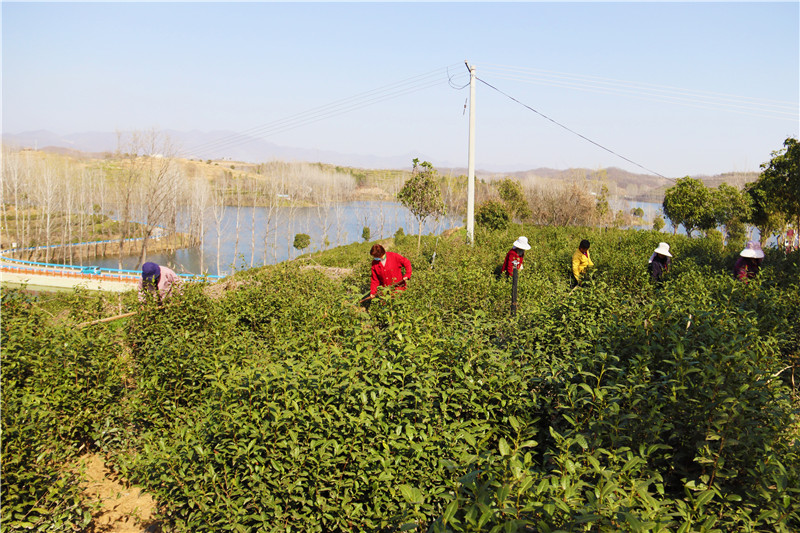 南阳市内乡县：花开幸福来_fororder_南阳琴溪湖农业开发有限公司员工在茶场里进行除草作业.JPG