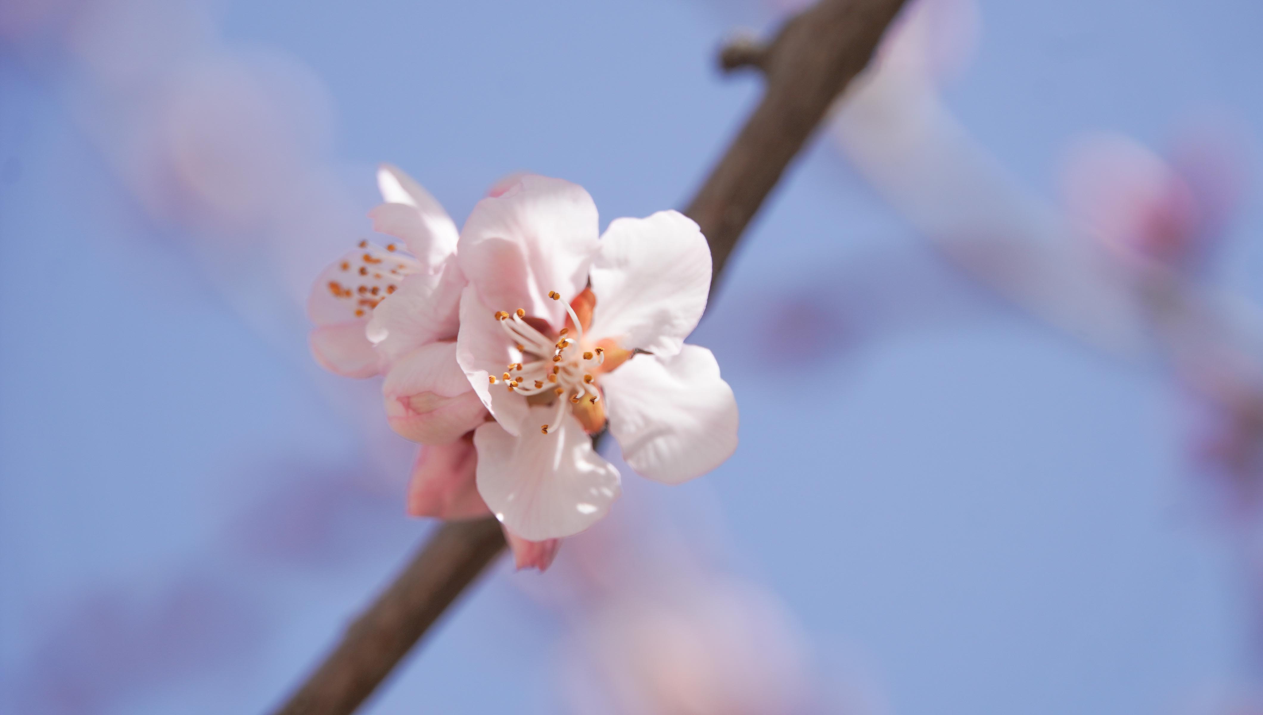 桃花绽放柳树抽绿 兰州树梢报早春_fororder_DSC08786