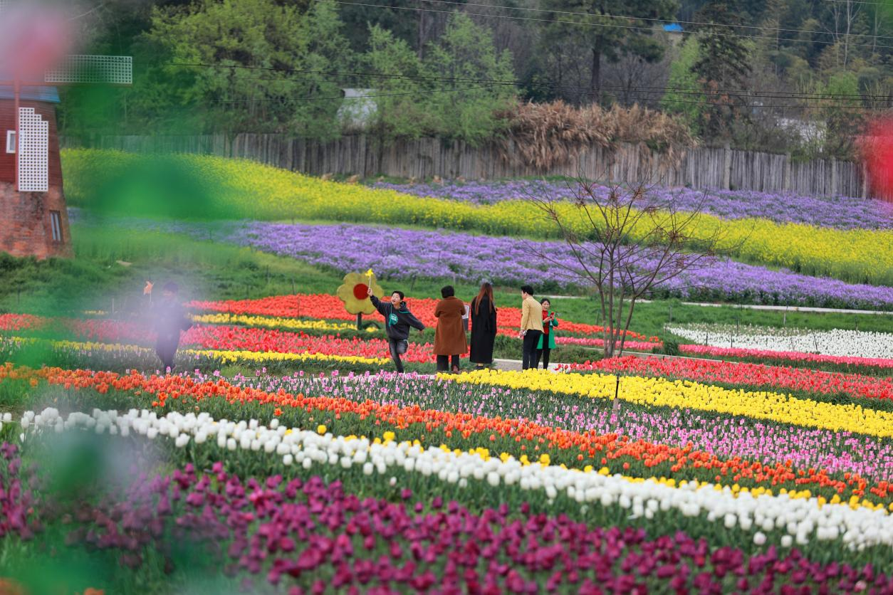 河南固始：郁金香花海美如画 漫步山谷赏春光