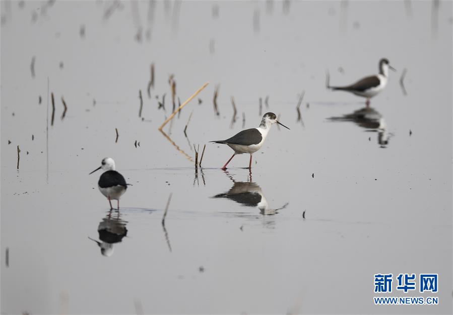 呼和浩特：飞鸟翔集映碧波