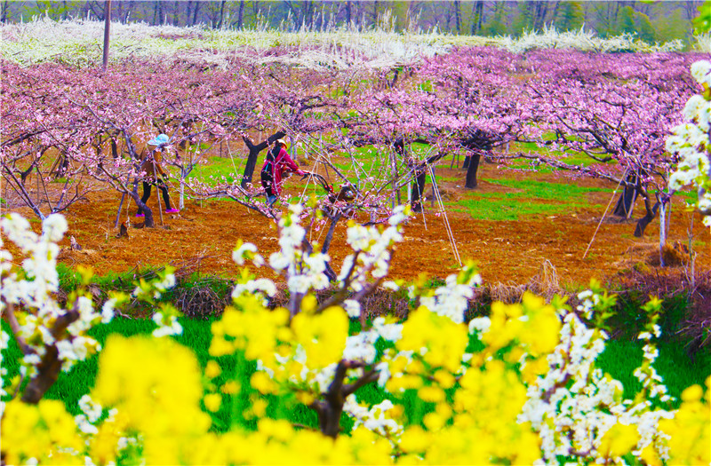 南阳市内乡县：花开幸福来_fororder_赤眉镇杨店村村民操作小型旋耕机进行除草作业.JPG