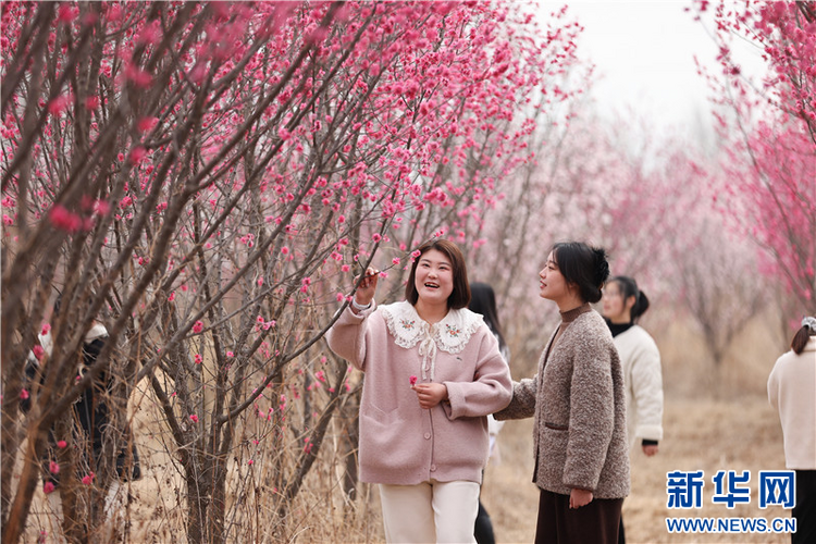 连云港：春光明媚 踏青赏花正当时