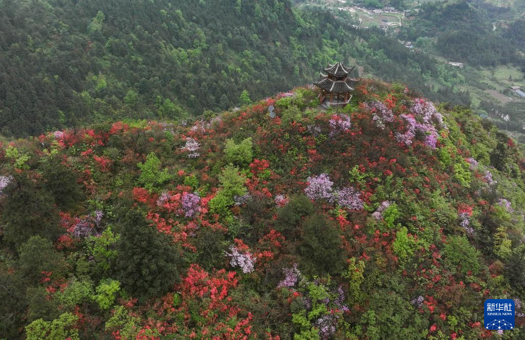 贵州：鹃红满山美如画