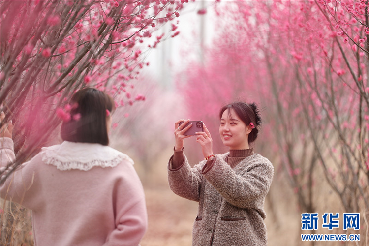 连云港：春光明媚 踏青赏花正当时