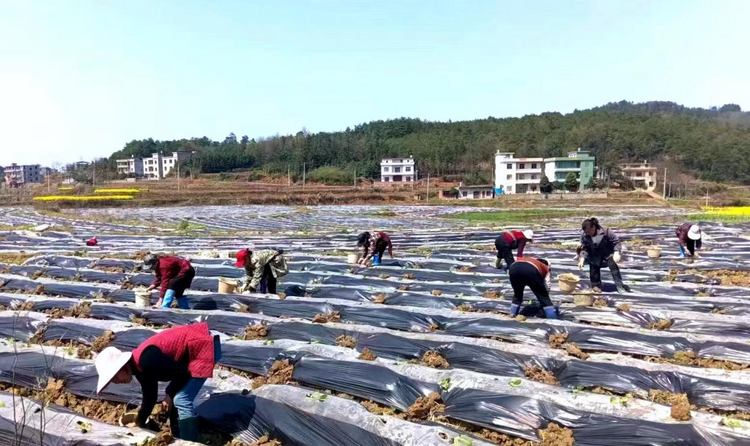 湖南新宁：“花”香满枝头  “田”间春潮涌_fororder_图片3