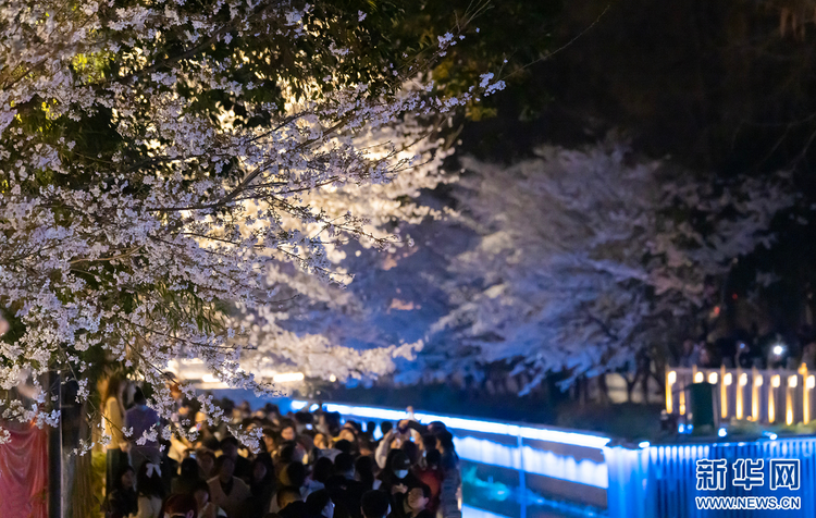 南京：浪漫“夜樱”醉游人 氛围感满满