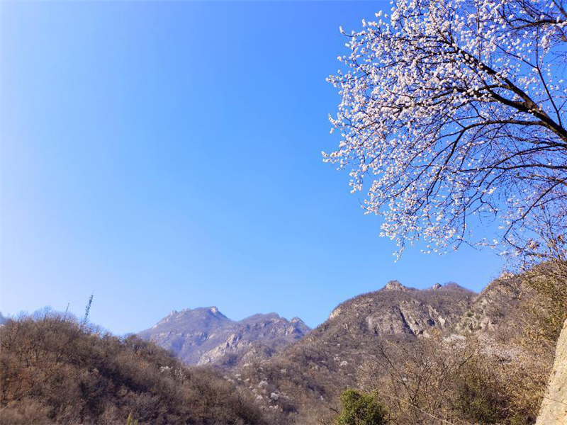 平顶山市鲁山县：陌上花开 不负遇见_fororder_图片4