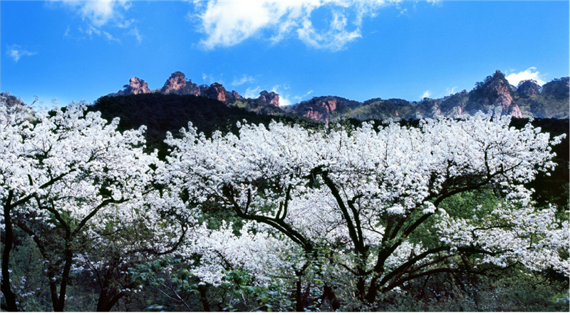 平顶山市鲁山县：陌上花开 不负遇见_fororder_图片1