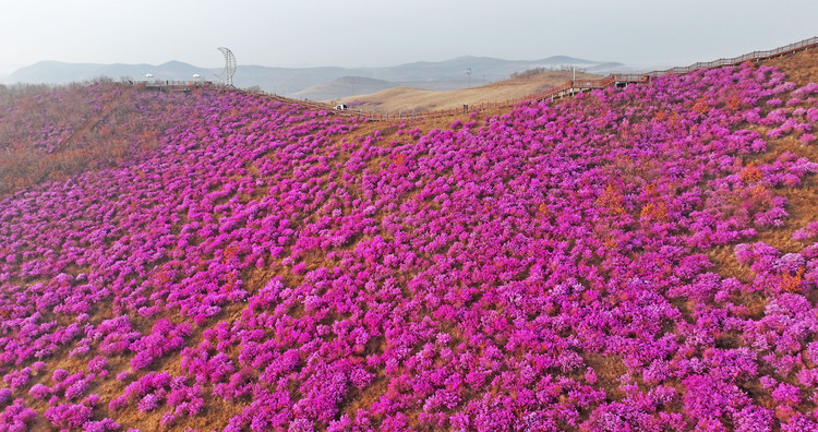 内蒙古扎兰屯：杜鹃赏花季启动_fororder_微信图片_20240425103312