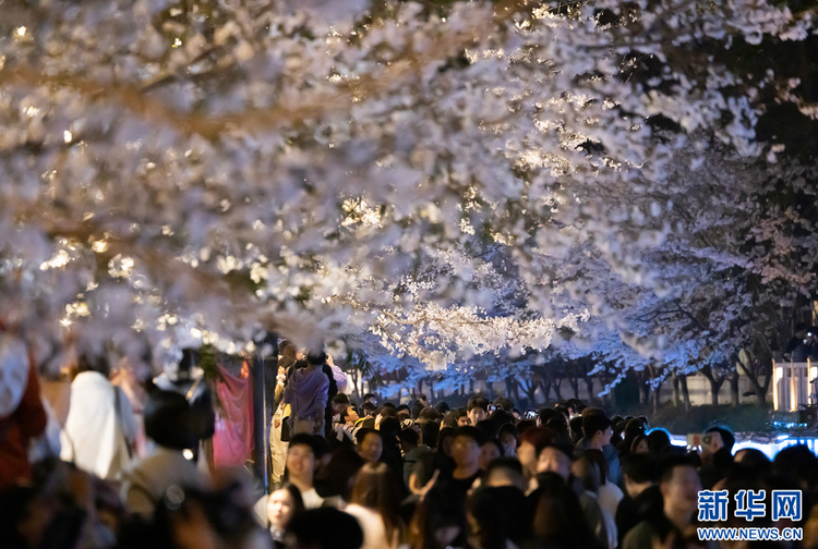 南京：浪漫“夜樱”醉游人 氛围感满满