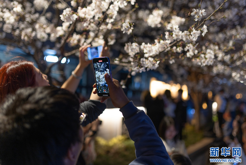 南京：浪漫“夜樱”醉游人 氛围感满满