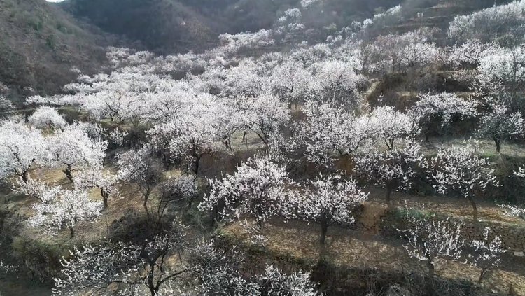 石家庄市鹿泉区：杏花绽放 迎来赏花热潮_fororder_图片 1