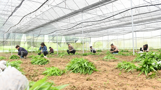 贵州镇远青溪镇：白芨育苗订单销售旺_fororder_村民们正在白芨育苗基地里劳作。 (2)