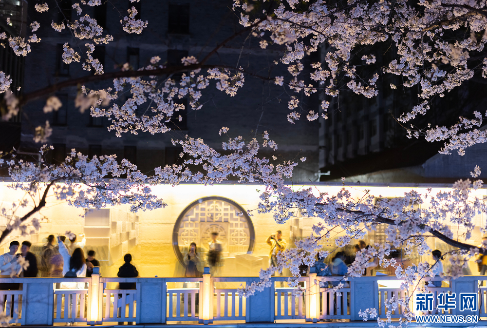 南京：浪漫“夜樱”醉游人 氛围感满满