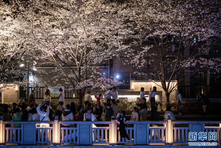 南京：浪漫“夜樱”醉游人 氛围感满满