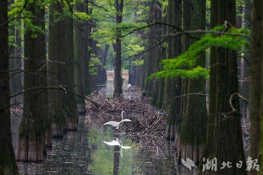 武汉市新洲区：涨渡湖“水上森林”鹭鸟栖息地修复完成