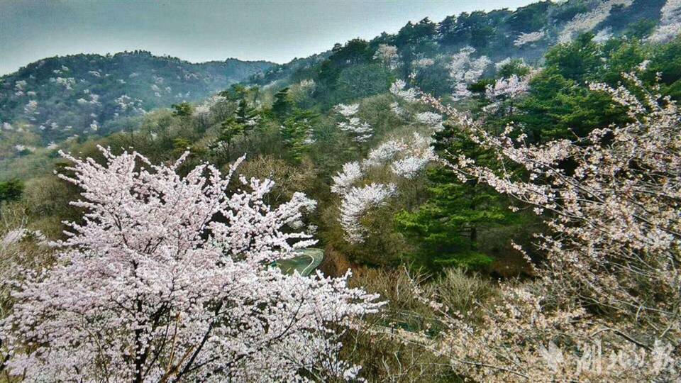 春田花花 湖北文旅集团发布赏花地图