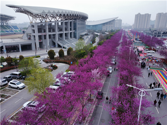 醉美花海品紫荆 平顶山汝州市第四届紫荆花旅游文化节开幕_fororder_花的街道