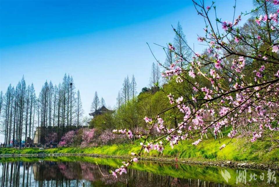 春田花花 湖北文旅集团发布赏花地图