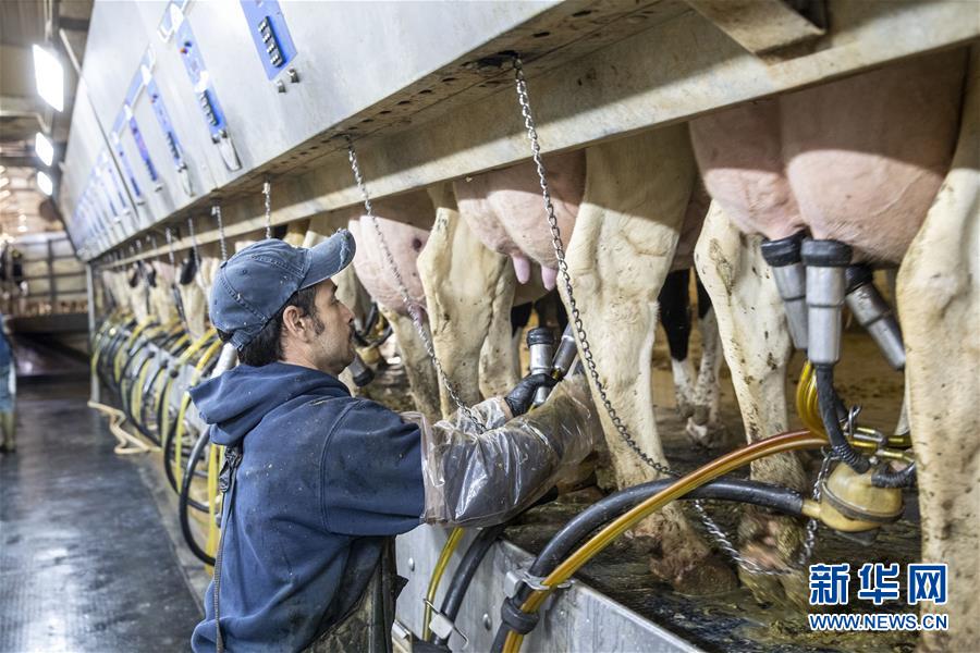 “希望我们的乳制品顺利装船驶向中国”——美国奶农期盼中美贸易争端早日解决