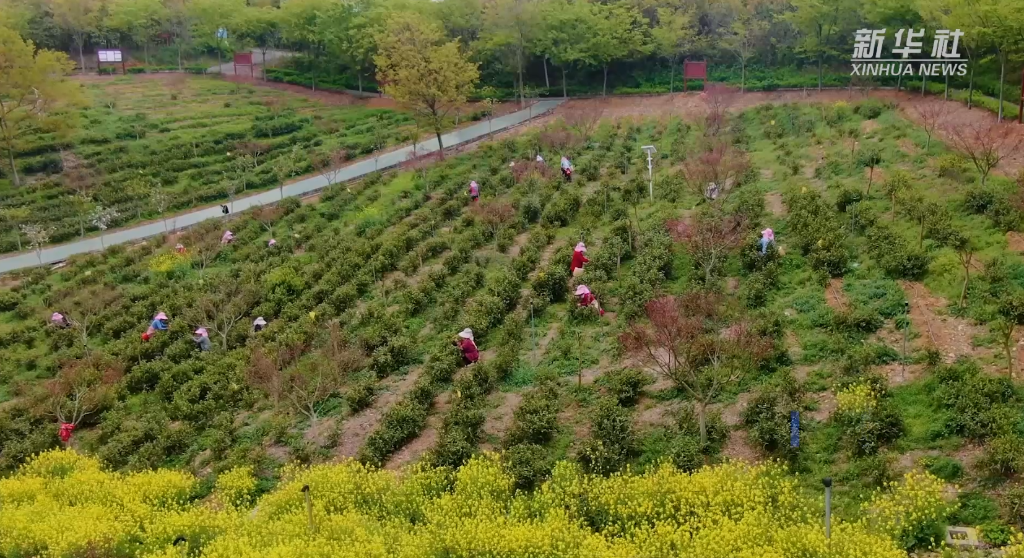 江苏扬州：送电上春山 茶香溢满园